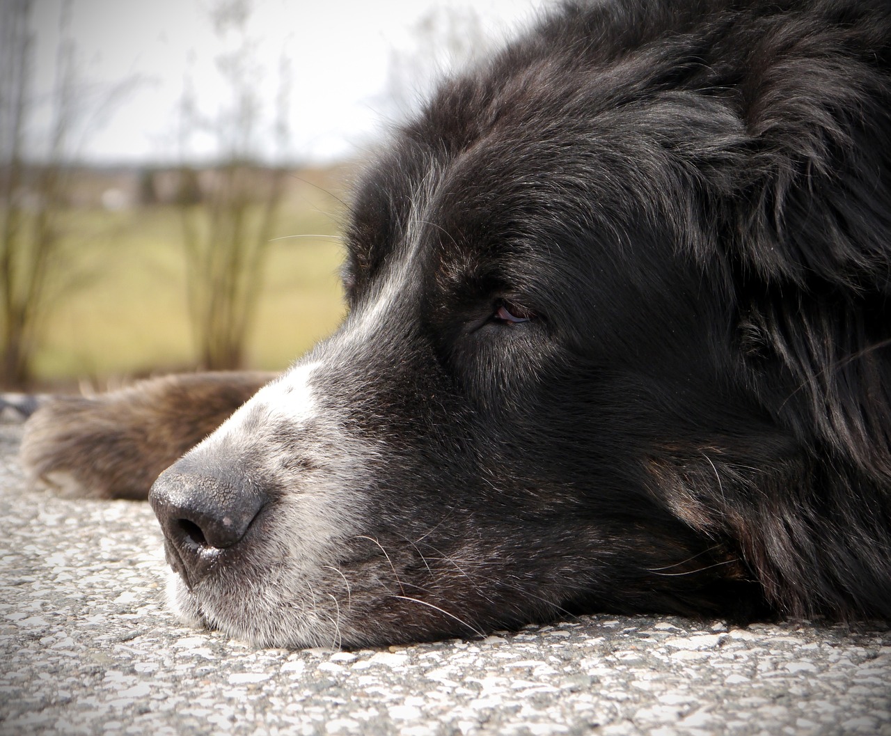 The Importance of Mental Stimulation for Senior Pets